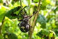 A large forest spider cross crawls through trees in the forest.