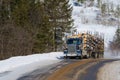 Large forest transport truck at work in Canada