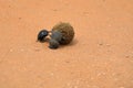 Africa- Large Format Close Up of Two Endangered Dung Beetles Rolling Elephant Dung Royalty Free Stock Photo