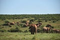 Africa- Large Format Close Up Panorama of a Large Herd of Wild Elephants