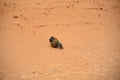 Africa- Large Format Close Up of Two Endangered Rare Flightless Dung Beetles Rolling a Ball of Elephant Dung Royalty Free Stock Photo