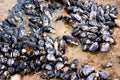 Cluster of black muscle shells attached to a rock during low tide at Laguna Beach California tide pool. Royalty Free Stock Photo