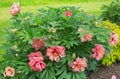 Large fragant blooms of the Paeonia mock orange yellow