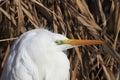 A large fragment of a photo of a great white heron