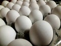 large free range eggs