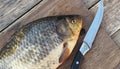 Large fresh golden carp on a kitchen board ready to be scaled. Russian river fish on a wooden background