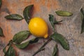 A large fresh lemon surrounded by leaves on an old wooden background Royalty Free Stock Photo