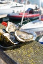 Large fresh oysters in the background of a yacht parking in the Belgian city of Ostend. Seafood. Tasty lunch while traveling.