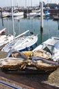 Large fresh oysters in the background of a yacht parking in the Belgian city of Ostend. Seafood. Tasty lunch while traveling.