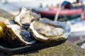 Large fresh oysters in the background of a yacht parking in the Belgian city of Ostend. Seafood. Tasty lunch while traveling.