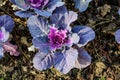 Large fresh purple leaves of decorative kale or leaf cabbage in an organic garden, with small water drops in a rainy autumn day, Royalty Free Stock Photo