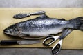 Large fresh salmon, knife and scissors. Preparation for cutting fish. Valuable commercial fish. Salmon is popular in diet and heal