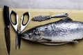 Large fresh salmon, knife and scissors. Preparation for cutting fish. Valuable commercial fish. Salmon is popular in diet and heal