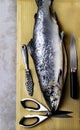 Large fresh salmon, knife and scissors. Preparation for cutting fish. Valuable commercial fish. Salmon is popular in diet and heal