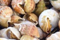 A large fresh snail trumpeter, Buccinum undatum in the Belgian city of Ostend. Seafood. Tasty lunch while traveling. Close-up Royalty Free Stock Photo