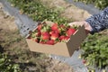 Large fresh strawberries in a Kilo box