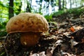 large fresh summer boletus in the steep forest