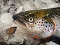 Fresh Atlantic Salmon Fish on Ice Royalty Free Stock Photo