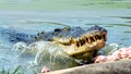 Large freshwater crocodile Eating food