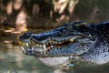 Large freshwater crocodile head