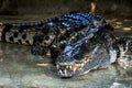 Large freshwater crocodile lying