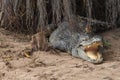 Large freshwater crocodile Lying in the trees