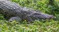 Large freshwater crocodile on rain forest