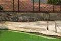 Large freshwater crocodile Sunbathing by the pool Royalty Free Stock Photo