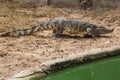 Large freshwater crocodile Walking on the ground by the pool