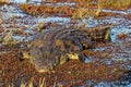 Large freshwater crocodile, Chobe National Park, Botswana, Africa Royalty Free Stock Photo