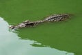 Large freshwater crocodiles are floating above the water