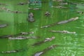 Large freshwater crocodiles are floating above the water