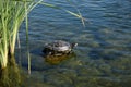 A large freshwater turtle is basking on a rock