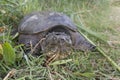 Common snapping turtle, Chelydra serpentina,