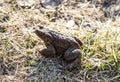 A large freshwater water toad sits on the grass. A freshwater animal of the amphibian type.