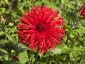 Large frilly red Dahlia bloom in a garden Royalty Free Stock Photo