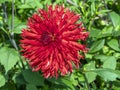 Large frilly red Dahlia bloom in a garden Royalty Free Stock Photo