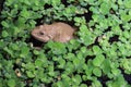 Large frog in sea lettuce