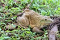 Large frog sitting on the grass, Edible frog. Royalty Free Stock Photo