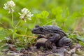 a large frog on a summer day