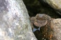 Large frog toad perched on rock in a waterfall Royalty Free Stock Photo