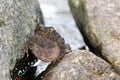 Large frog toad perched on rock in a waterfall