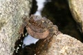 Large frog toad perched on rock in a waterfall