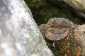 Large frog toad perched on rock in a waterfall
