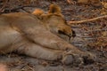 Large front paws of an African lion