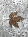 Large Frozen Maple Leaf
