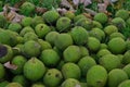 A bunch of Black Walnuts Juglans nigra littered on the ground Royalty Free Stock Photo