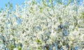 A large fruit tree, cherry tree richly blooming with white tiny flowers in spring against the blue sky. White cherry blossom with Royalty Free Stock Photo