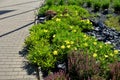 The large-fruited evening primrose will captivate you and attract you with its bright, yellow flowers, which open in the early Royalty Free Stock Photo