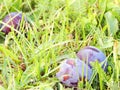 Large fruits of plum on the grass Royalty Free Stock Photo